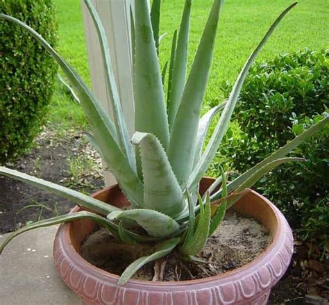 Comment Entretenir Un Aloe Vera En Pot Ou En Pleine Terre