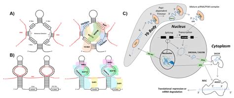 sdRNAs arise from full-length snoRNAs. (A) C/D box snoRNA structure and... | Download Scientific ...