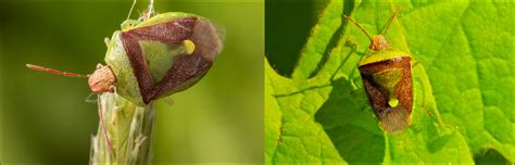 Types Of Stink Bugs Found In Manitoba Id Guide Nature Blog Network