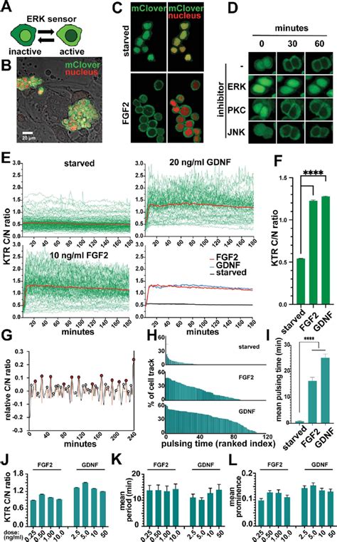 KTR Biosensor Enables Quantification Of ERK Dynamics In Single Live