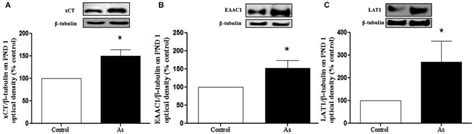 Cystine Cysteine And Glutamate Transporter Expression In Controls And