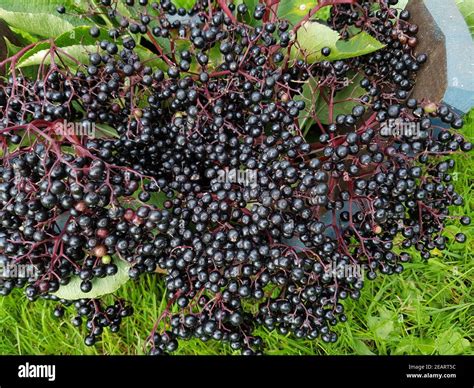 Holunderbeeren Sambucus Nigra Holunder Beeren Stock Photo Alamy