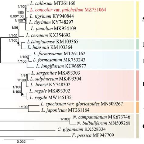 Phylogenetic Tree Reconstructed By Maximum Likelihood Ml And Bayesian