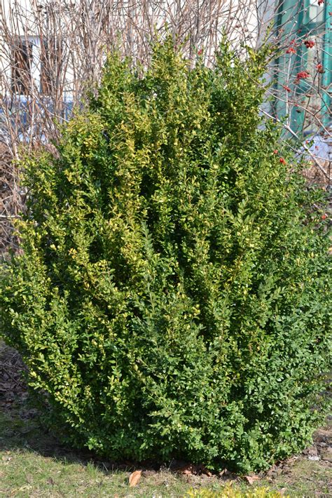 Wirtualny atlas roślin: Bukszpan zwyczajny / Buxus sempervirens