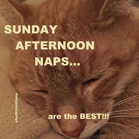 Sunday Afternoon Naps Are The Best Afternoon Naps Humor Nap