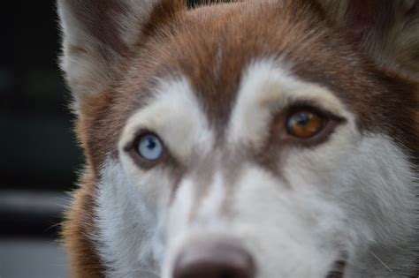 Husky Siberiano Heretocromia Manto Rojo Husky Siberiano Siberiano Husky