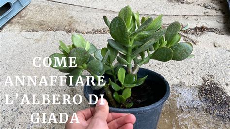 Come Annaffiare ALBERO DI GIADA Pianta Albero Dei Soldi Crassula Ovata