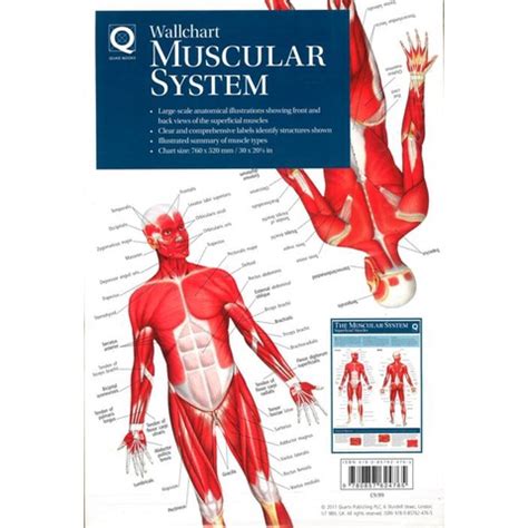 BBW Human Anatomy Wallchart The Muscular System ISBN Shopee Malaysia