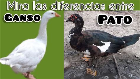 Diferencias Entre Ganso Y Pato Guatemala Suscriptora Pide El Video