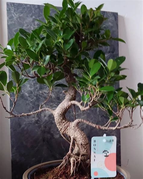 Indoor Ficus Retusa Care: Ultimate Planting & Maintenance Guide