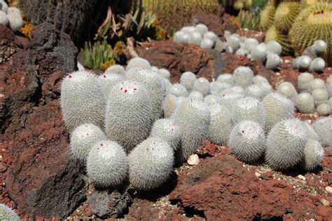 Mammillaria Geminispina Cacti And Succulents Succulents Cactus