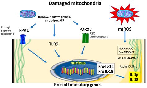 Antioxidants Free Full Text Targeting Oxidative Stress And