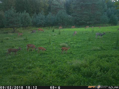 WHITETAIL DEER BEHAVIOR AND HABITS — Whitetail obsession outdoors