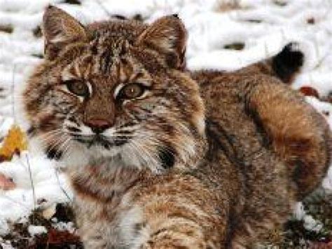 Possible Bobcat Sighting near Baldwin Road | Yorktown, NY Patch