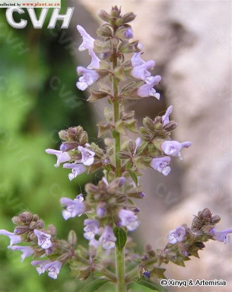 Salvia Plebeia R Br