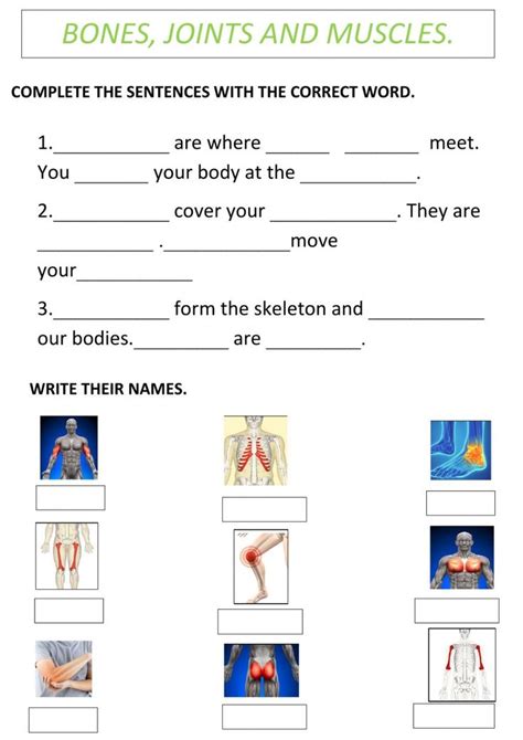 Joints Muscles And Bones Interactive And Downloadable Worksheet You