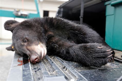 Stop next week’s bear hunt, 2 wildlife conservationists plead | Opinion - nj.com