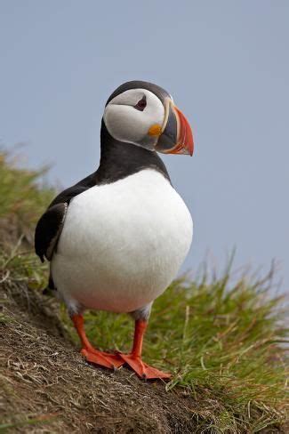 'Atlantic Puffin (Fratercula Arctica), Iceland, Polar Regions ...