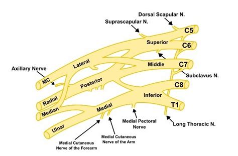 Innervation To The Upper Limbs Human Anatomy