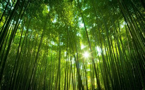 wide green bamboo  forest wallpaper wallpaperscom