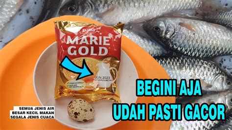 Begini Aja Pasti Gacor Umpan Dodol Marie Gold Semua Jenis Air Semua