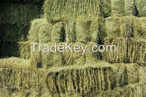 Dehydrated Alfalfa Or Alfalfalucerne Hay Bales Timothy Hay Bales By