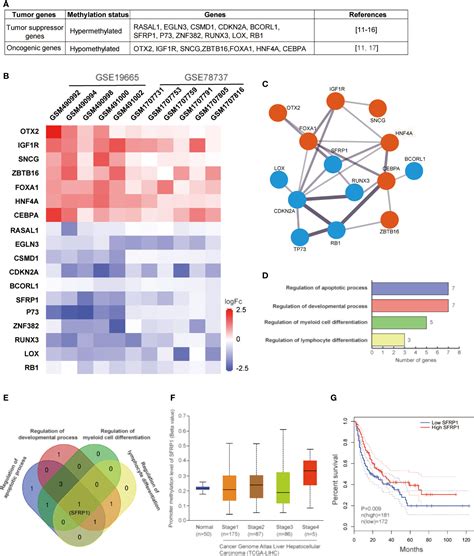 Frontiers Epigenetic Mechanisms Involved In HCV Induced