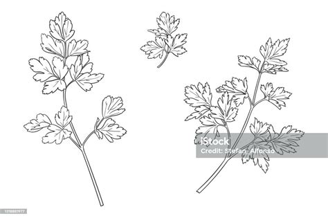 Vector Drawing Of A Parsley Stock Illustration Download Image Now