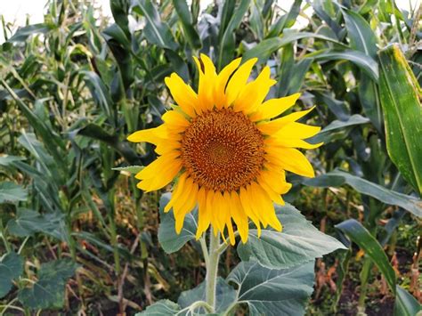 Whats The Difference Between Sunflowers And Weeds Hunker