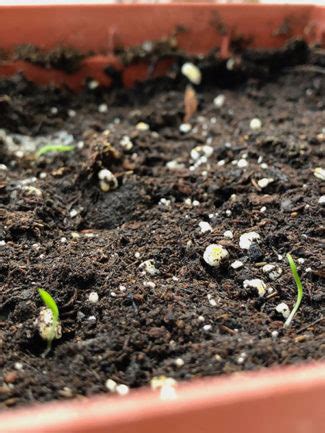 How to Pot Up Lemongrass Seedlings from a Germination Test