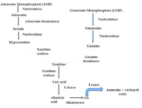 Production And Metabolism Of Uric Acid Maiuolo Et Al 2016 Kushiyama Download Scientific