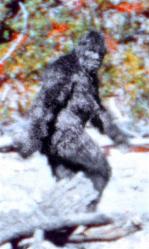 Bigfoot | Encyclopaedia of Cryptozoology | Fandom