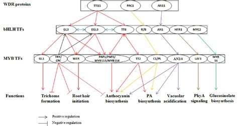 Functions Of Myb Bhlh Interactions In Plants This Model Shows That Bhlh