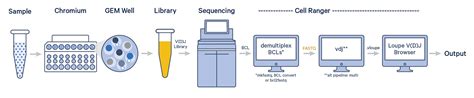 T Cell And B Cell Analysis With Cell Ranger Vdj Immune Profiling