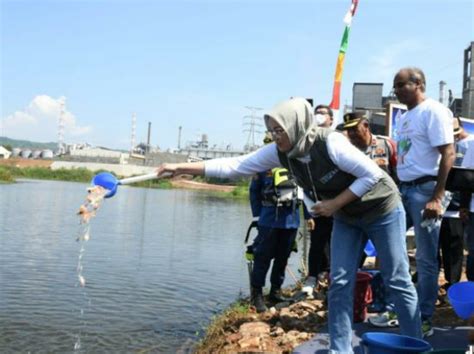 Bupati Purwakarta Tanam Pohon Dan Tebar Benih Ikan Di Rawa Kalimati