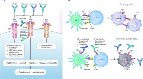 Frontiers Augmenting Anticancer Immunity Through Combined Targeting