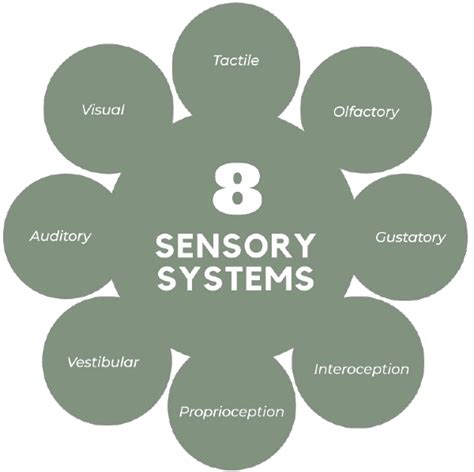 Sensory System