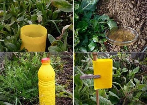 Trampas caseras para atrapar plagas del jardín y la huerta fácilmente