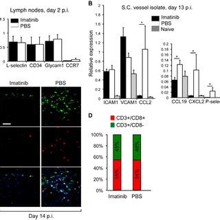 Imatinib Reduces Infiltration Of Immune Cells And Attenuates Microglia