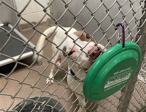 Friends Of The Burlington County Animal Shelter Help Care For