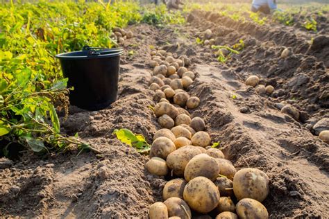 Como plantar batata inglesa veja como é rápido e comece o cultivo