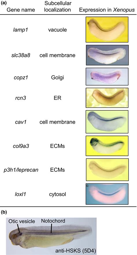 Human Notochord