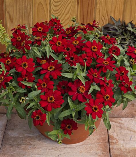 Zinnia Profusion Red | All-America Selections