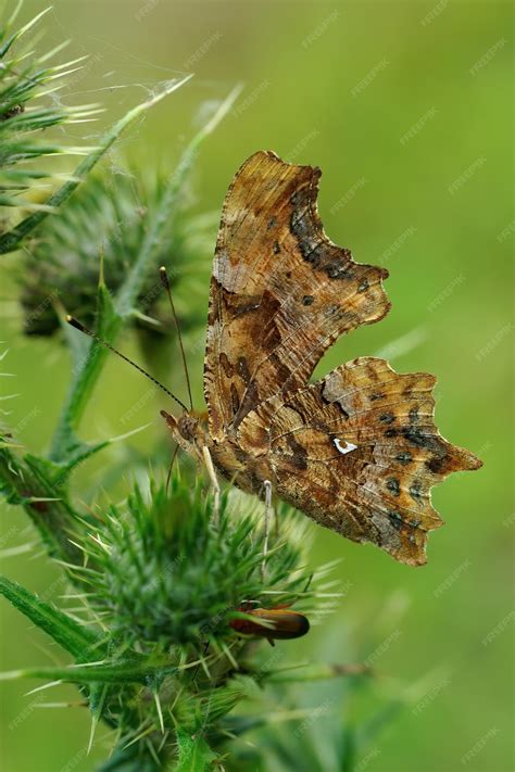 Capture Décran Dun Papillon Map Polygonia Aux Ailes Fermées Sur Une