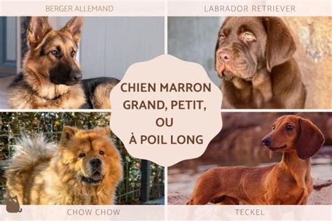 15 races de CHIEN MARRON GRAND MOYEN PETIT à POIL LONG