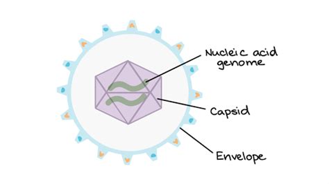 Intro To Viruses Article Khan Academy