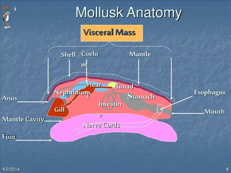 PPT - MOLLUSK PowerPoint Presentation, free download - ID:669253