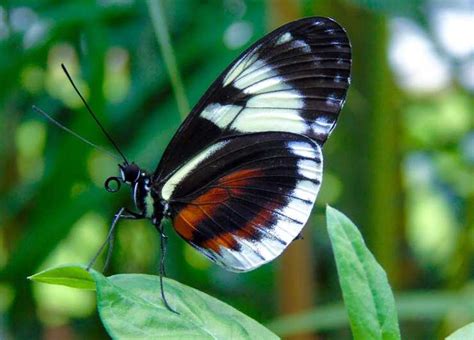 Mindo Cloud Forest Tour From Quito 1 Full Day Of Adventure GetYourGuide