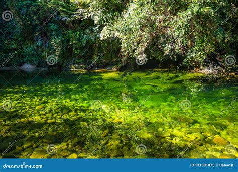 River In Abel Tasman National Park New Zealand Stock Image Image Of