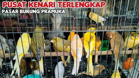 UPDATE HARGA BURUNG KENARI LOPER AF F1 F2 F3 TERBARU PASAR BURUNG